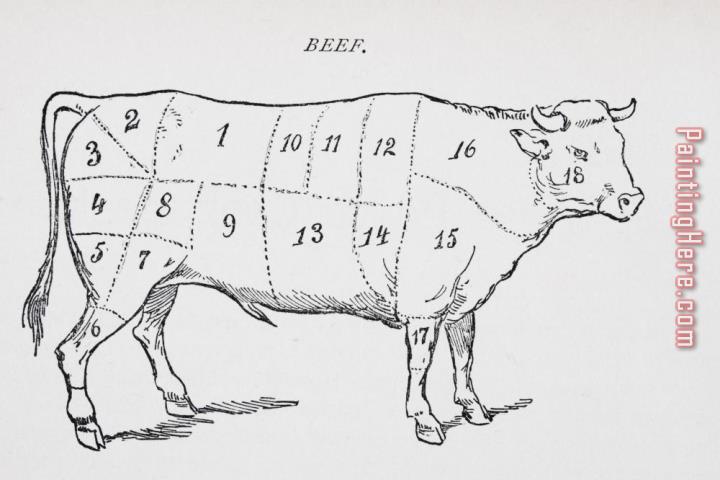 English School Drawing Of A Bullock Marked To Show Eighteen Different Cuts Of Meat